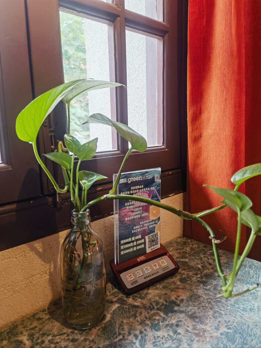 whfdjq35's tweet photo. Mid-work slump My desk plant is way better at "staying on task" than I am right now.  No deadlines, just vibes. https://t.co/9Gp9a3vAlu