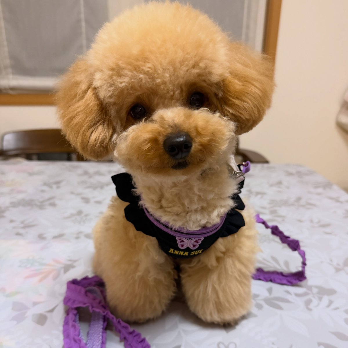 averythompsonlb's tweet photo. I thought the ANNA SUI harness was still too big to wear, but it fits now 🤭
🐢2026. 04. 28 https://t.co/ud36M3gq7s