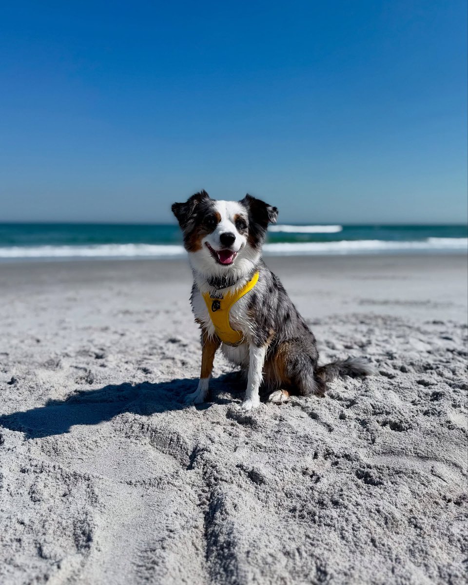 allisonsanchezw's tweet photo. Chasing waves and dreams with Lilo this beautiful Sunday. Our beach day is all about good vibes, salty air, and endless smiles. Wishing you a bright and joyful day! https://t.co/1HlqUO0dUx