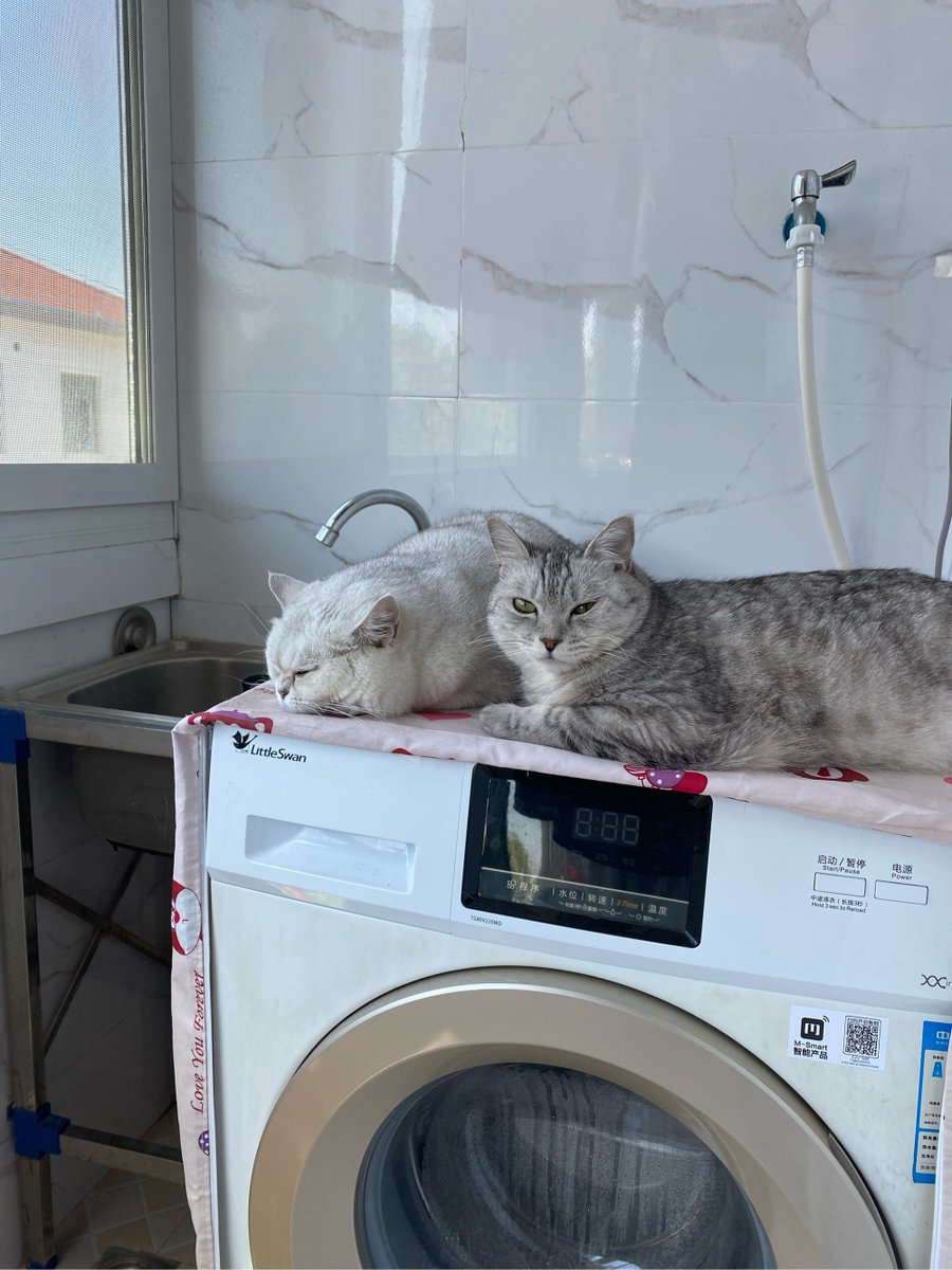 sda0427's tweet photo. Just finished folding the laundry while my cat napped on the couch — tiny wins make the whole day brighter , https://t.co/Fs7X6EcbSd
