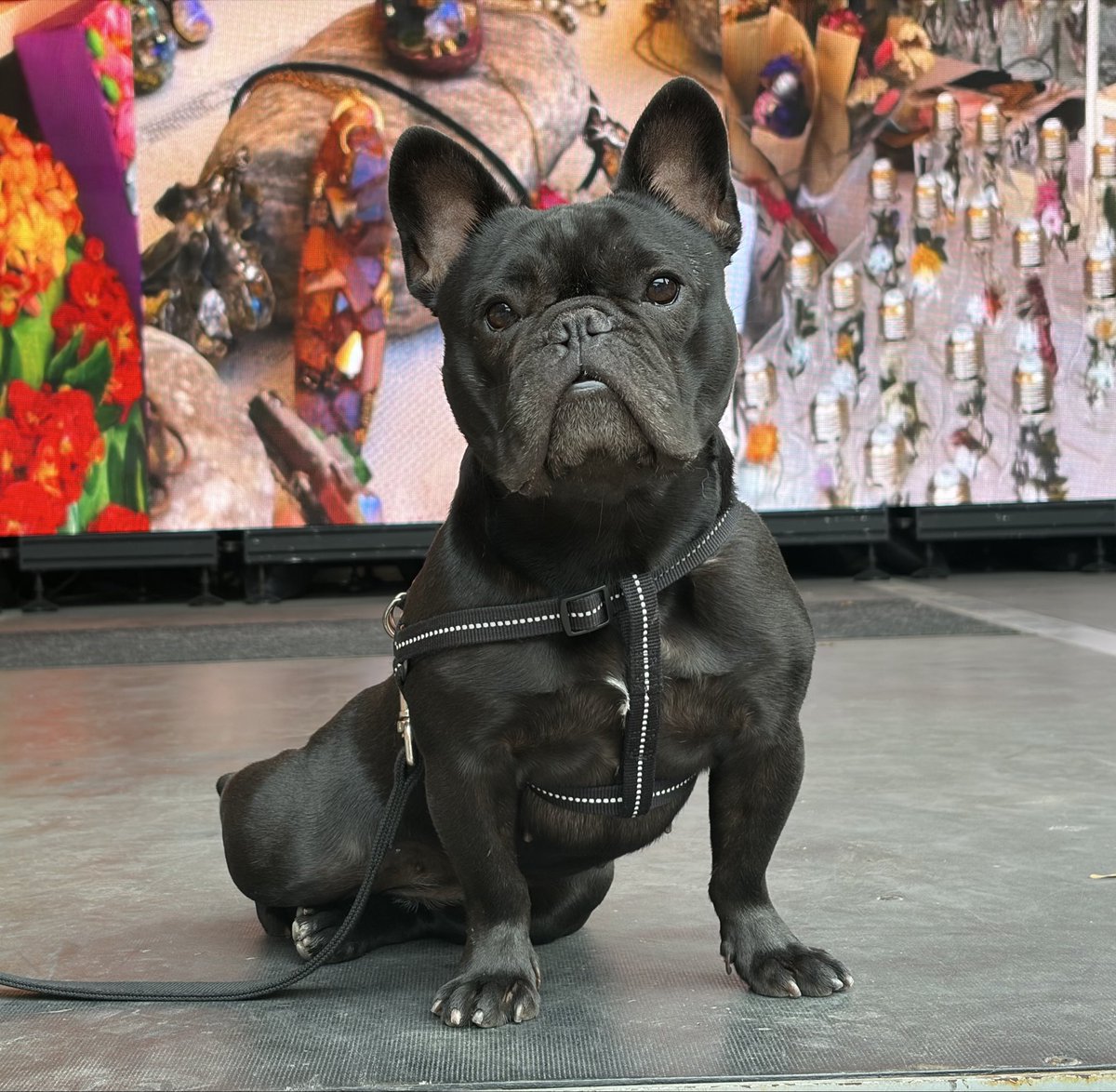 FrenchieColette's tweet photo. I’m a #frenchie. All the world’s a stage. #frenchbulldogs #toronto https://t.co/Dk5CeNoZOd