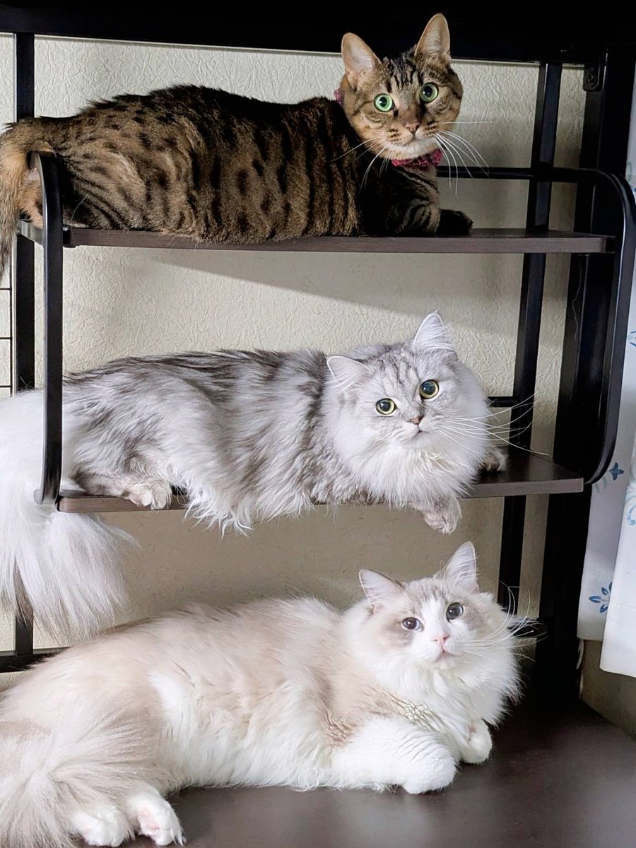 saramishura's tweet photo. そこのあなた！猫、愛でませんか？ https://t.co/wmHKGg82Ws