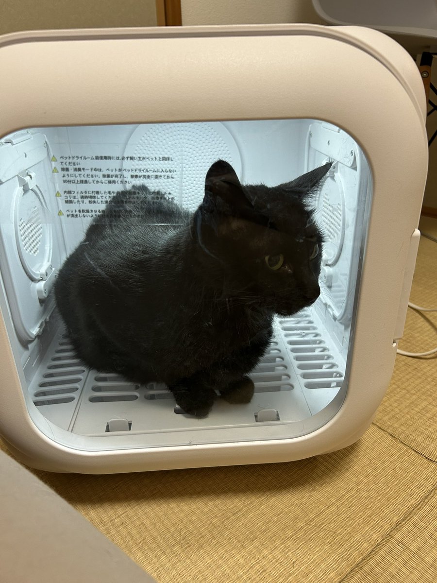 mofmof_bibi's tweet photo. ほこさんもシャンプー🫧
実際は大暴れしとりました

#猫 #ねこかわいいね https://t.co/n8YLcUnrqL