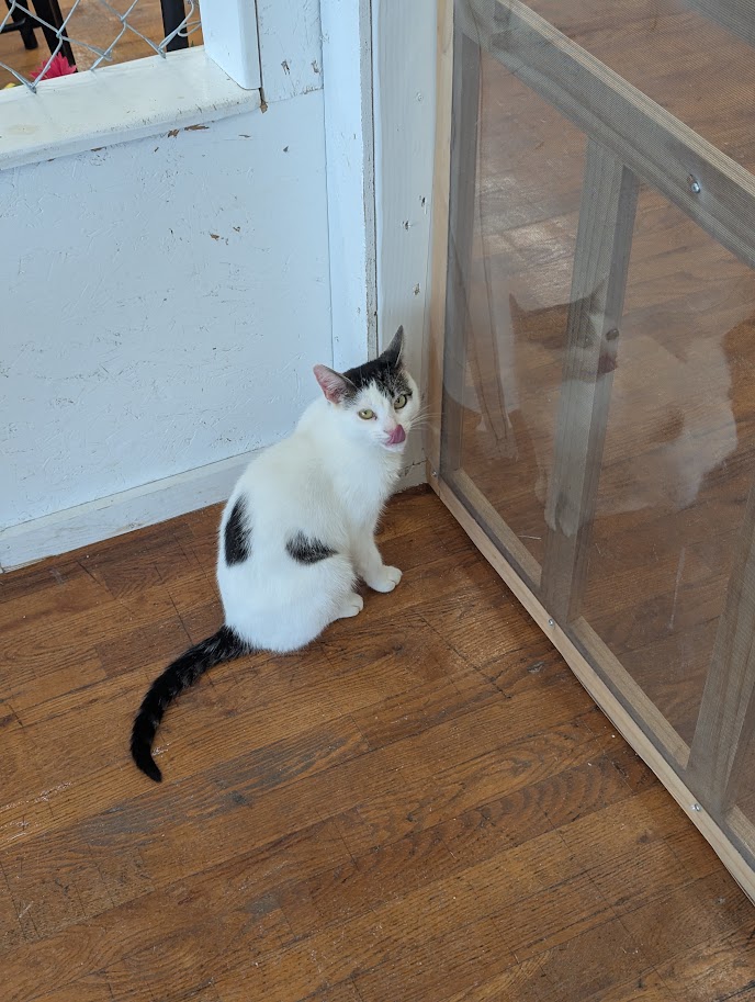 MeWowCatCafe's tweet photo. Why yes, dinner WAS delicious! Thank you! 😽😽❤
#mewowcatcafe #catcafe #dinnertime #catlovers #cat https://t.co/Mq1g2fuBQU