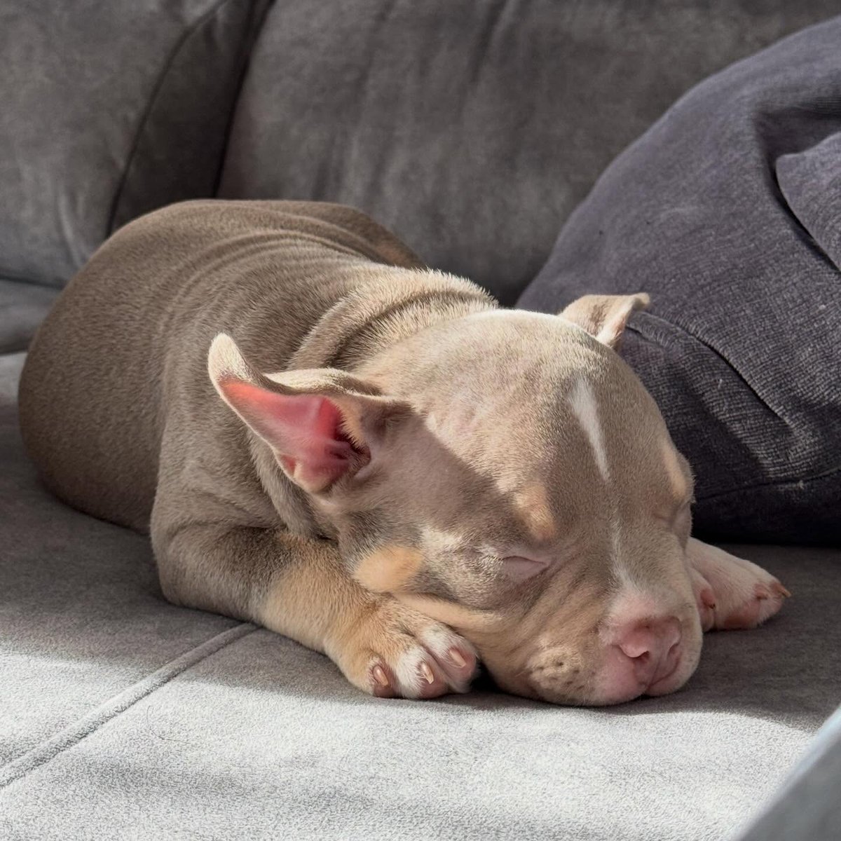 addisonwilopct's tweet photo. Nap time. https://t.co/B4PA9aK3xJ