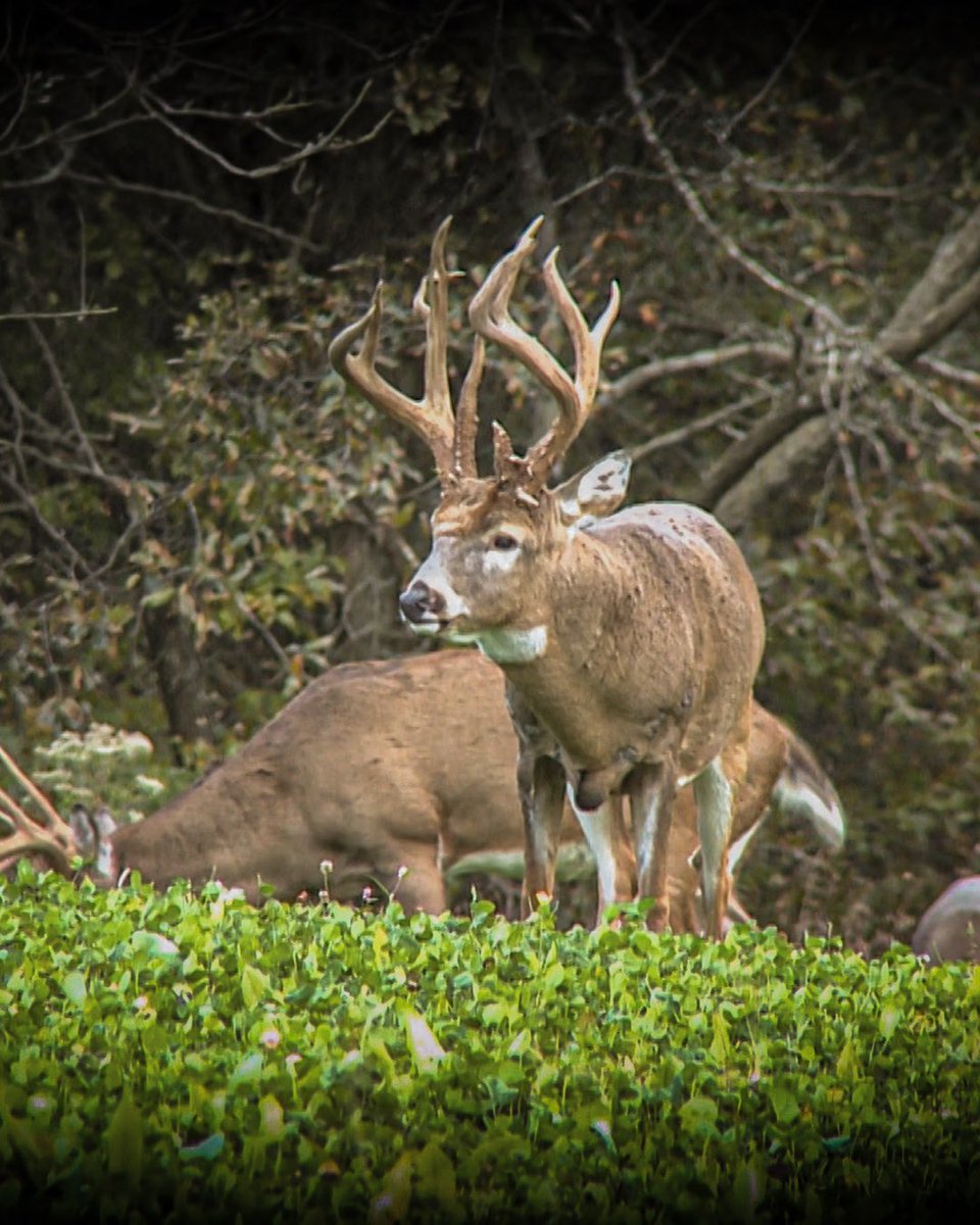 Realtree's tweet photo. 40 years. 40 unforgettable hunts.

To celebrate Realtree’s 40th anniversary, we dug into the Monster Bucks archives and brought together 40 standout hunts from the past four decades.

This week, we’re spotlighting Bill Jordan’s 24” wide Texas whitetail and Lee Lakosky’s unforgettable pursuit of the Gnarles Barkley.

Start watching Realtree 40 for 40 now on YouTube. 

Link to watch: https://t.co/WpkyIWwwmd