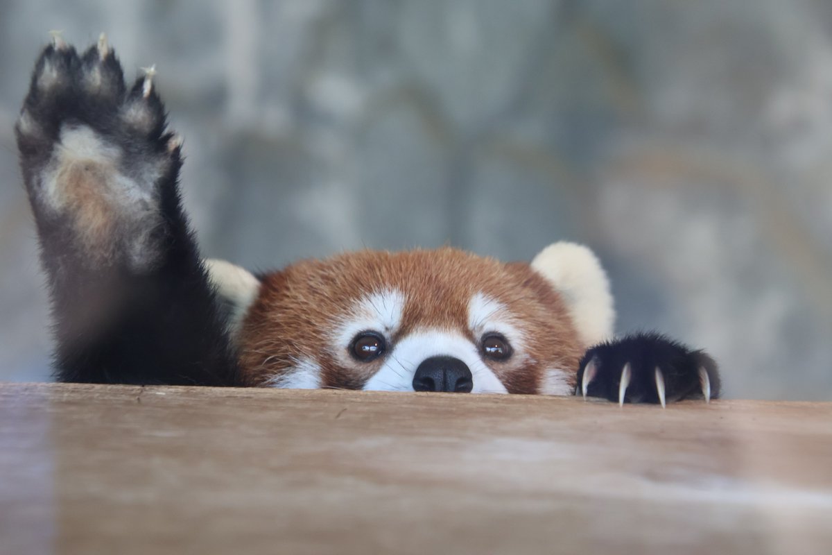 zhongnanhai_liu's tweet photo. はーい🙋🏻‍♀️
はいはいはーい🙋🏻‍♀️
リーファここにいまーす🙋🏻‍♀️

#秋吉台自然動物公園サファリランド
#シセンレッサーパンダ
#リーファ
#おでこくらぶ
#フランケン一家 (子)
2026/09/17 https://t.co/oIE6NUdD2P