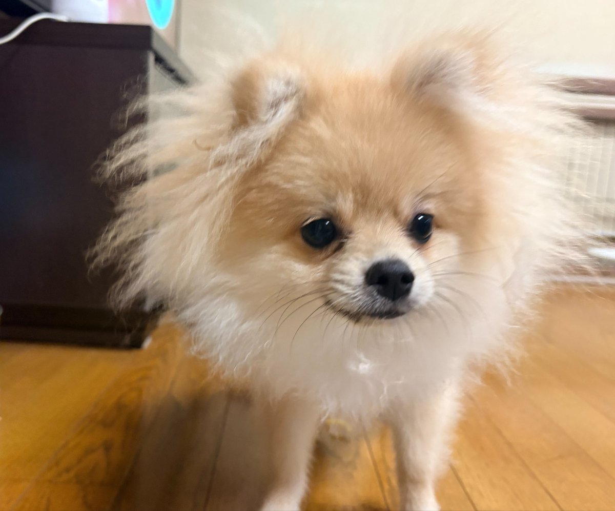 rtk714's tweet photo. 耳周りの毛ご多い…寝起きは基本爆発しとる💥 https://t.co/2Gb6NOI3VB