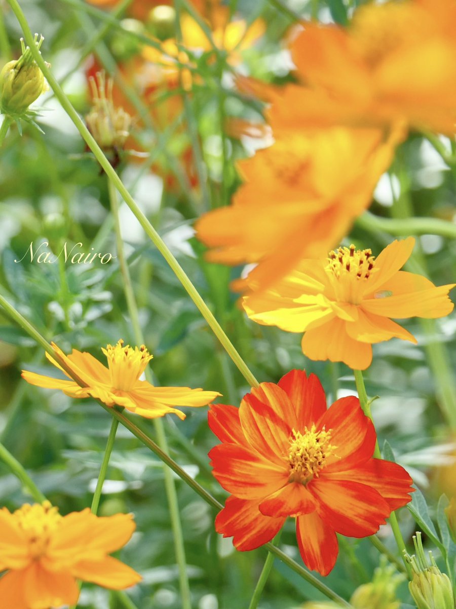 RUNRUN75935683's tweet photo. *˸ꕤ*˸*⋆。

　　　九月のビタミンカラー

#ｷﾊﾞﾅｺｽﾓｽ https://t.co/csCqoLEmEU