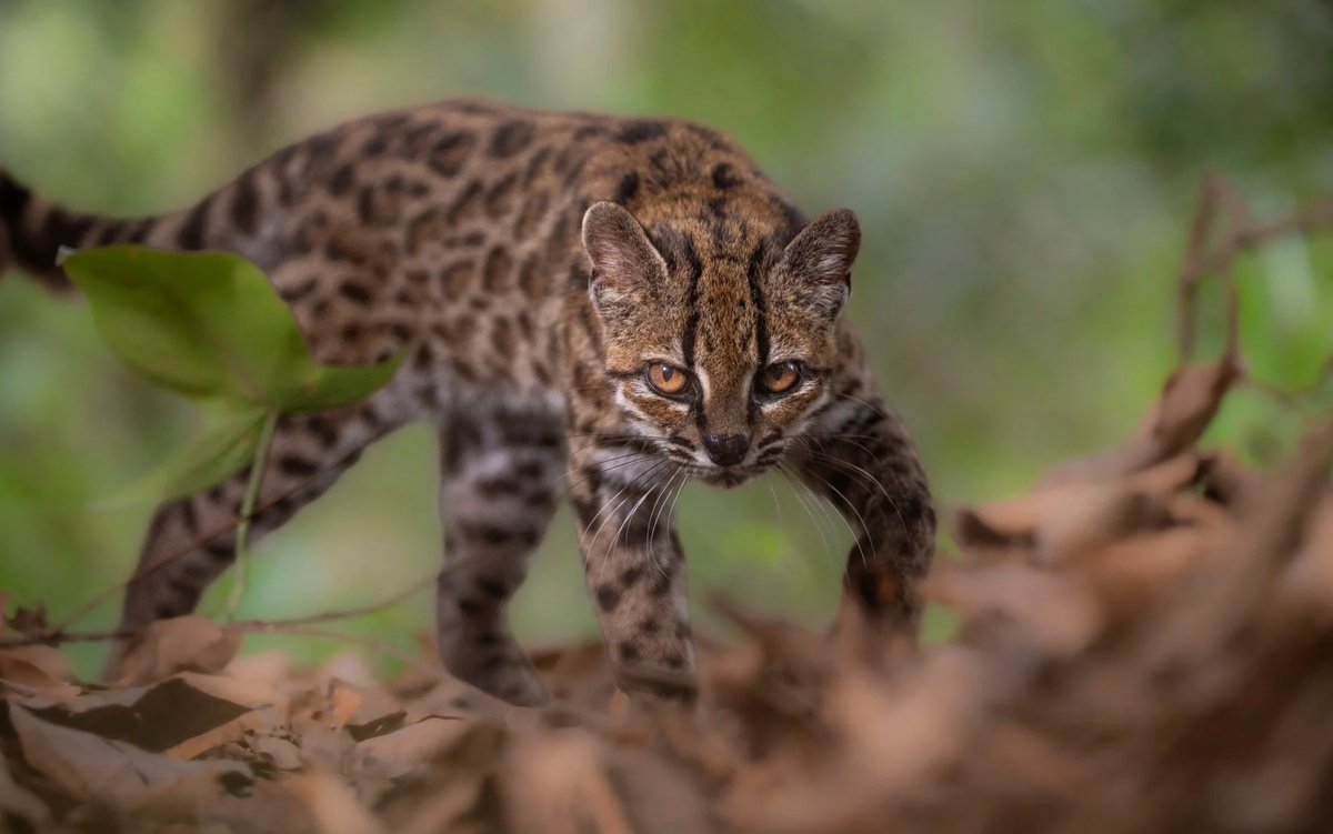 naczasienews's tweet photo. 🐱W Boliwii odkryto nowy gatunek dzikiego kota, któremu nadano nazwę Leopardus tilcayo. To pierwszy od ponad wieku formalnie opisany, żyjący gatunek kota, mniejszy od domowego pupila, bo mierzący około 46 cm i ważący zaledwie 1,4 kg. 

Źródło: Rzeczpospolita https://t.co/AXx9IpJidE