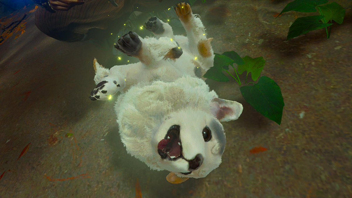 hopper0077's tweet photo. これはかわいい https://t.co/dJRRq0QEef