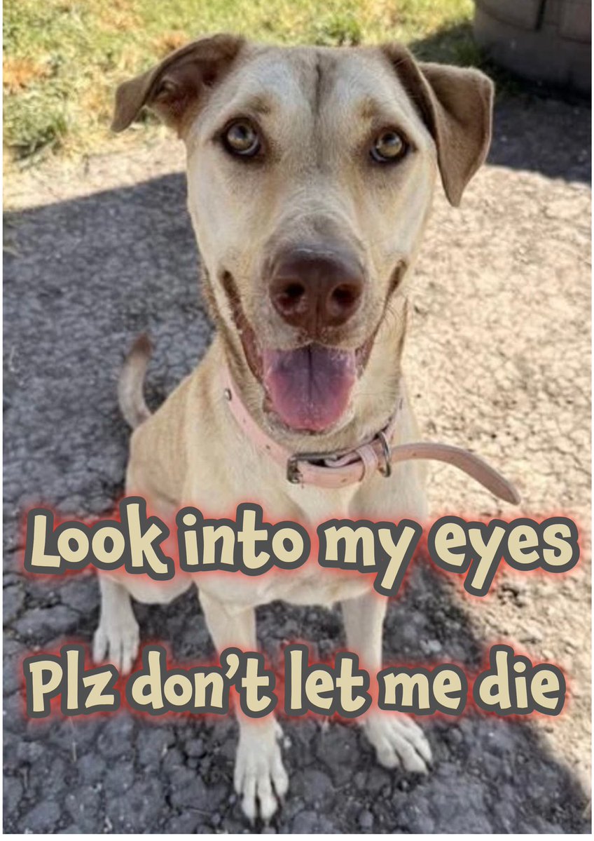 RoCoGB's tweet photo. ‼️MONARCH is running out of time…. she DIES TODAY‼️
If MONARCH could speak she’d say…
I’m NOT a bad girl 
I am not a BAD dog
Plz don’t let me die #A389652

3yo Black Mouth Cur seized with 30 other dogs from a horrible hoarding case of shocking neglect 
Seized due to negligence yet NOW the shelter plan to KILL her🤬💔 

🆘Plz help #Pledge4Rescue 
🆘Rescue needed 
🙏Sponsor her, Foster her
SAVE MONARCH
Corpus Christi Texas