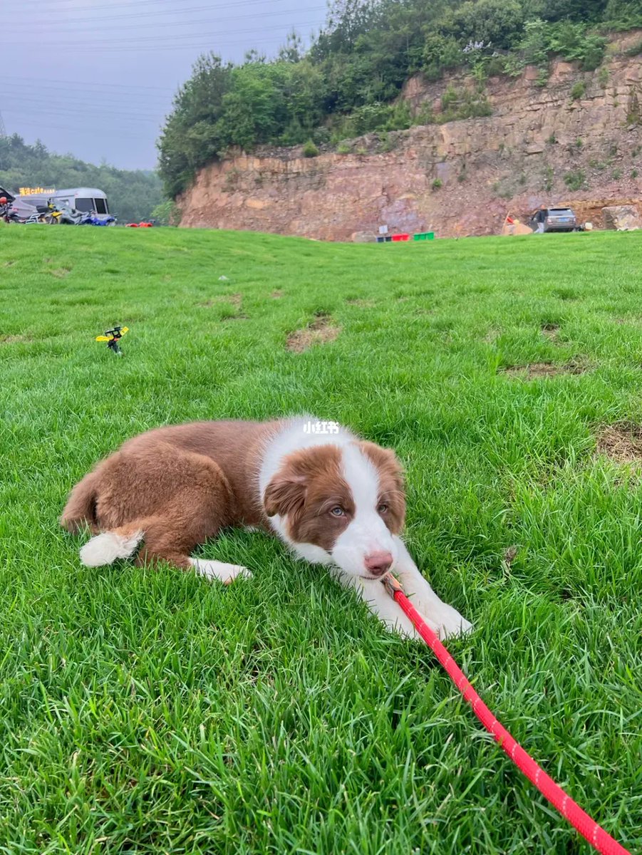sdhk011's tweet photo. My tiny fur baby hit their 6-month milestone today—watching them grow from a wobbly little pup to this curious, cuddly chaos is pure magic.  Next up: more adventure walks!， https://t.co/tbvxhwQxTF