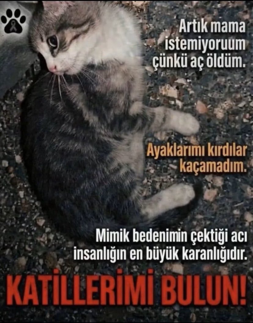 pervanepinar's tweet photo. Bir hayvanın gözlerindeki korkuyu görüp hâlâ susabiliyorsak, asıl sorgulamamız gereken onların değil, kendi vicdanımızdır.
İşkence suçtur. Şiddet suçtur. Sessiz kalmayacağız. 🐾

#CanlarınHesabıSorulsun https://t.co/liWf16POPJ