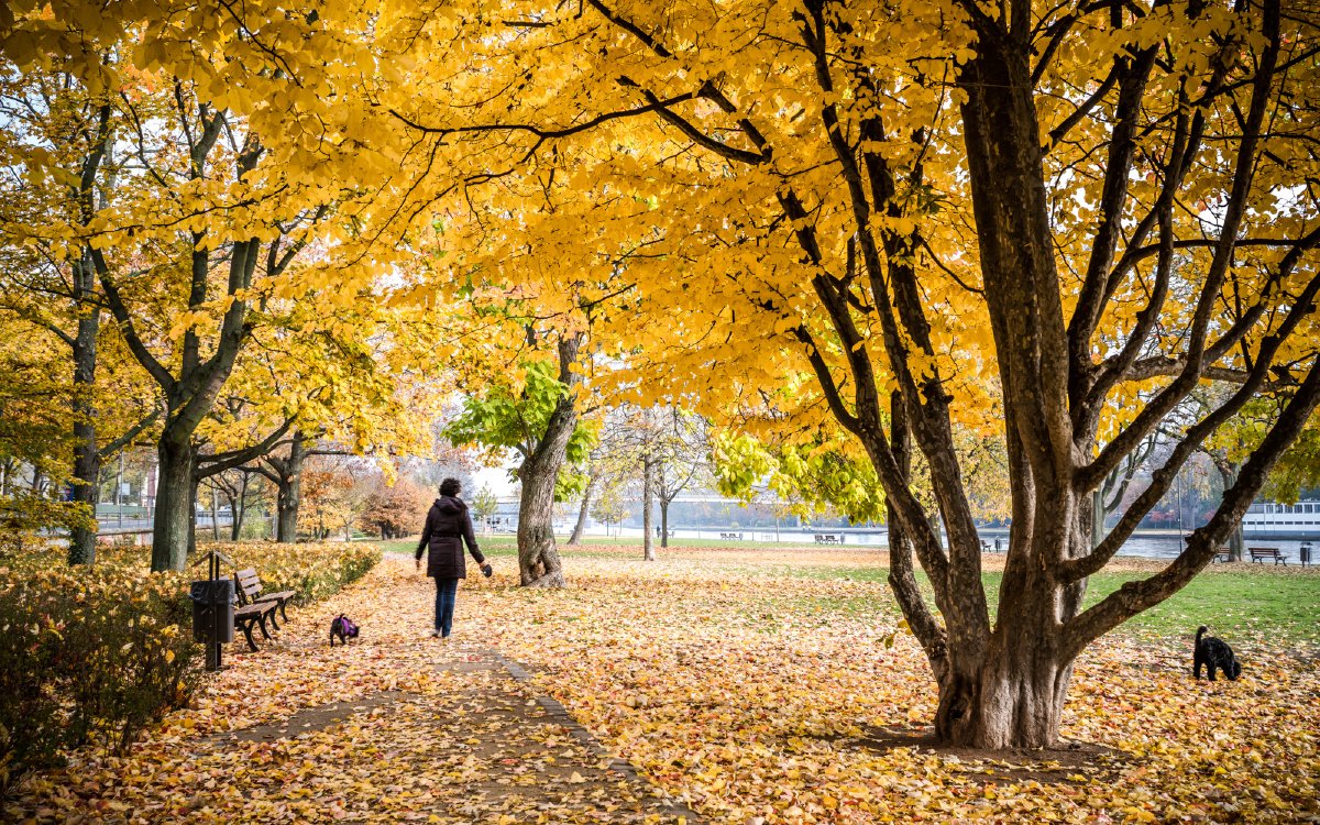 peacd888669's tweet photo. Blue sky, crisp autumn air, the perfect kind of day to grab a warm latte and take a walk in the park https://t.co/QZYIppRHDE