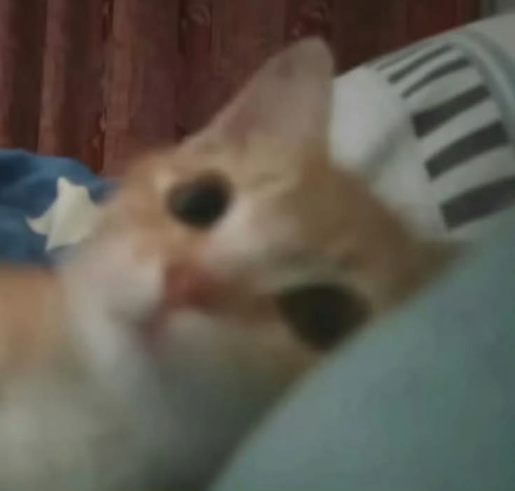 intentoser_yo tweet picture
