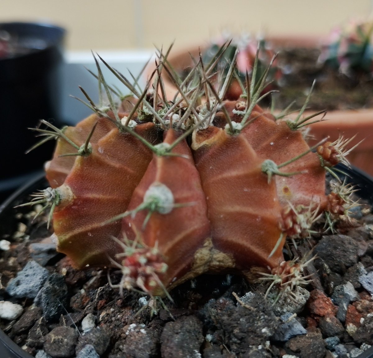 CesInfa's tweet photo. Essa coloração é muito bonita. 

(Não utilizei qualquer tipo de filtro nessas fotos).

#gymnocalycium #cactus https://t.co/F4iFgeWHp2