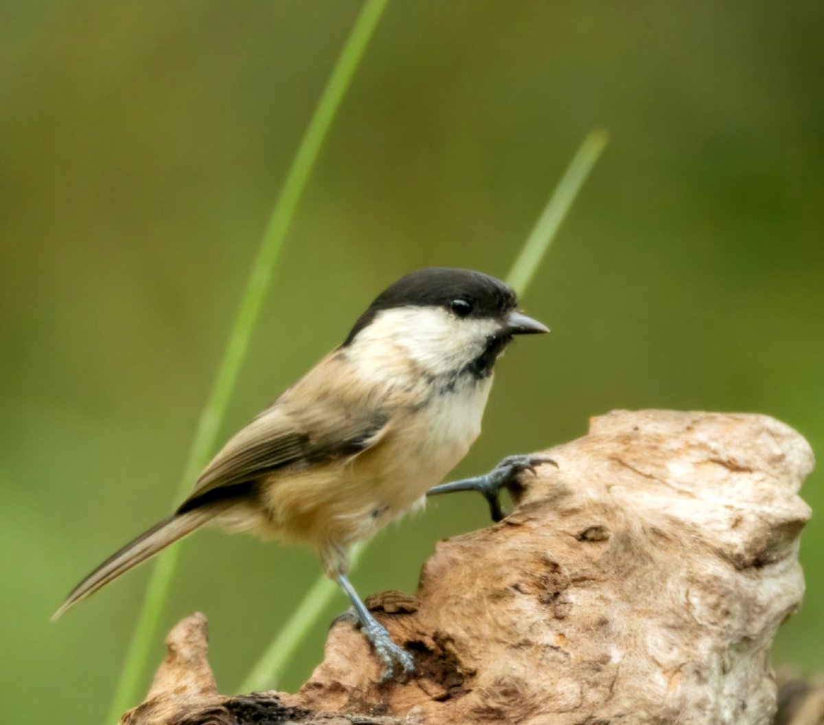 maryvanderes's tweet photo. #BirdsSeenIn2026
#Matkop
#Poecile_montanus
#Willow_Tit in the #Netherlands.
@Britnatureguide https://t.co/Ba6ymBW5ze