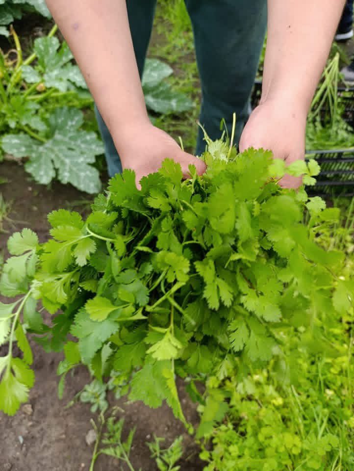 FerFlores_Emp's tweet photo. En Metepec seguimos sembrando y cosechando buenos resultados.

Hoy, junto al @DIF_Metepec, cosechamos los huertos del programa #HORTADIF. Me dio mucho gusto ver cómo las familias producen sus propios alimentos de manera saludable y sustentable.

Cuando trabajamos juntos, los buenos resultados se cosechan.
En Metepec trabajamos por lo que te importa.