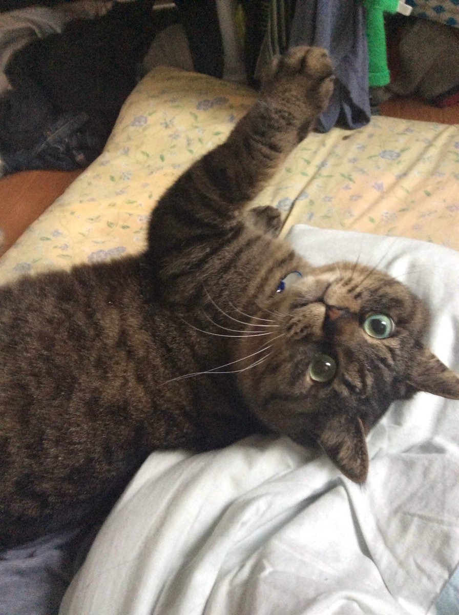 fonta_is_pretty's tweet photo. 起きたからこっそり僕を投下してる飼い主。 https://t.co/bqboHgowWc