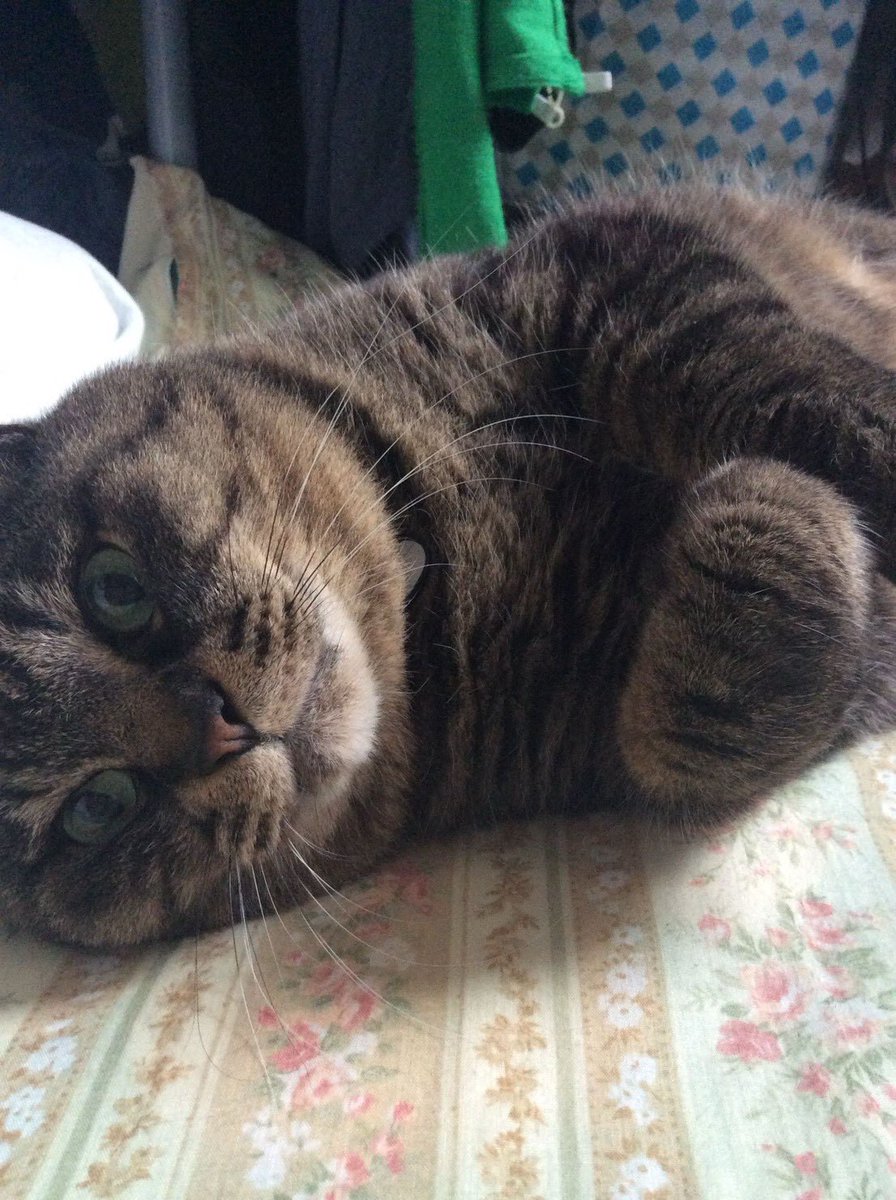 fonta_is_pretty's tweet photo. 起きたからこっそり僕を投下してる飼い主。 https://t.co/bqboHgowWc