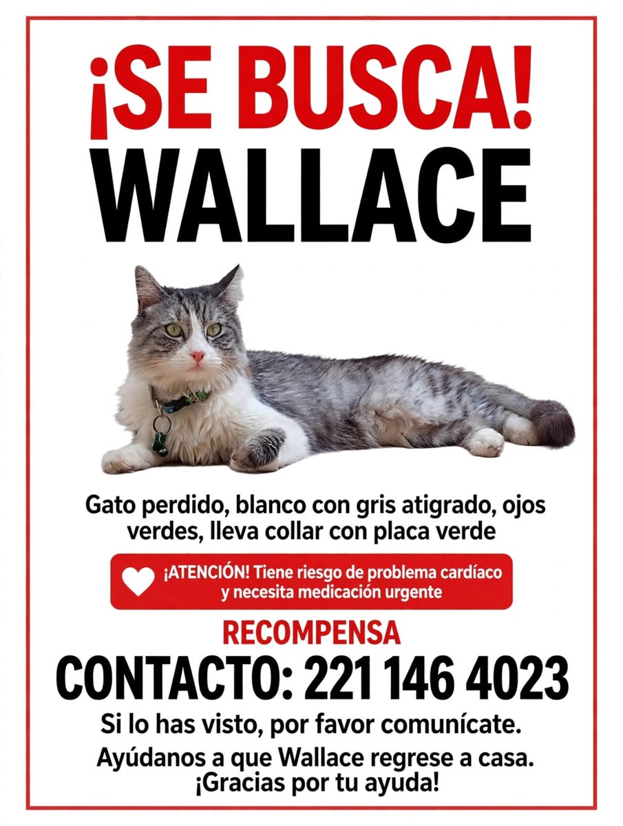 laredcincoradio's tweet photo. #ServicioSocial 👤🔍 || Se solicita apoyo para localizar a Wallace, gato blanco con gris atigrado y ojos verdes, quien lleva un collar con placa verde. Necesita medicación urgente por riesgo de problemas cardíacos. Cualquier información, comunicarse al 221 146 4023. https://t.co/zPm1zSP77O