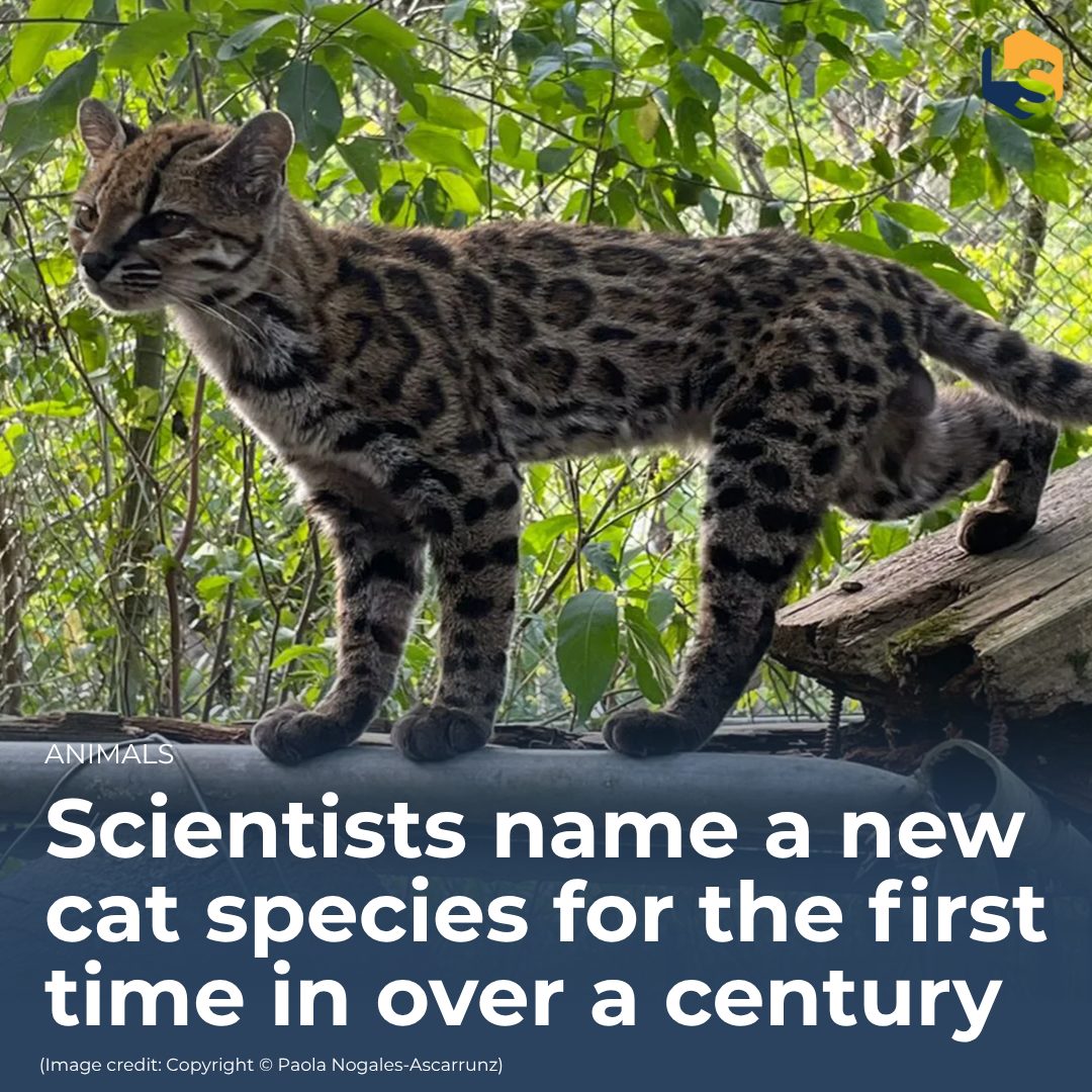 LiveScience's tweet photo. For the first time in a century, scientists have identified a new cat species, thanks to genetic analysis — and it's resolved a long-standing debate about the cat family tree.
🔗 Find out the name here: https://t.co/XpJ36LhTTj https://t.co/WQPoE1QF4H