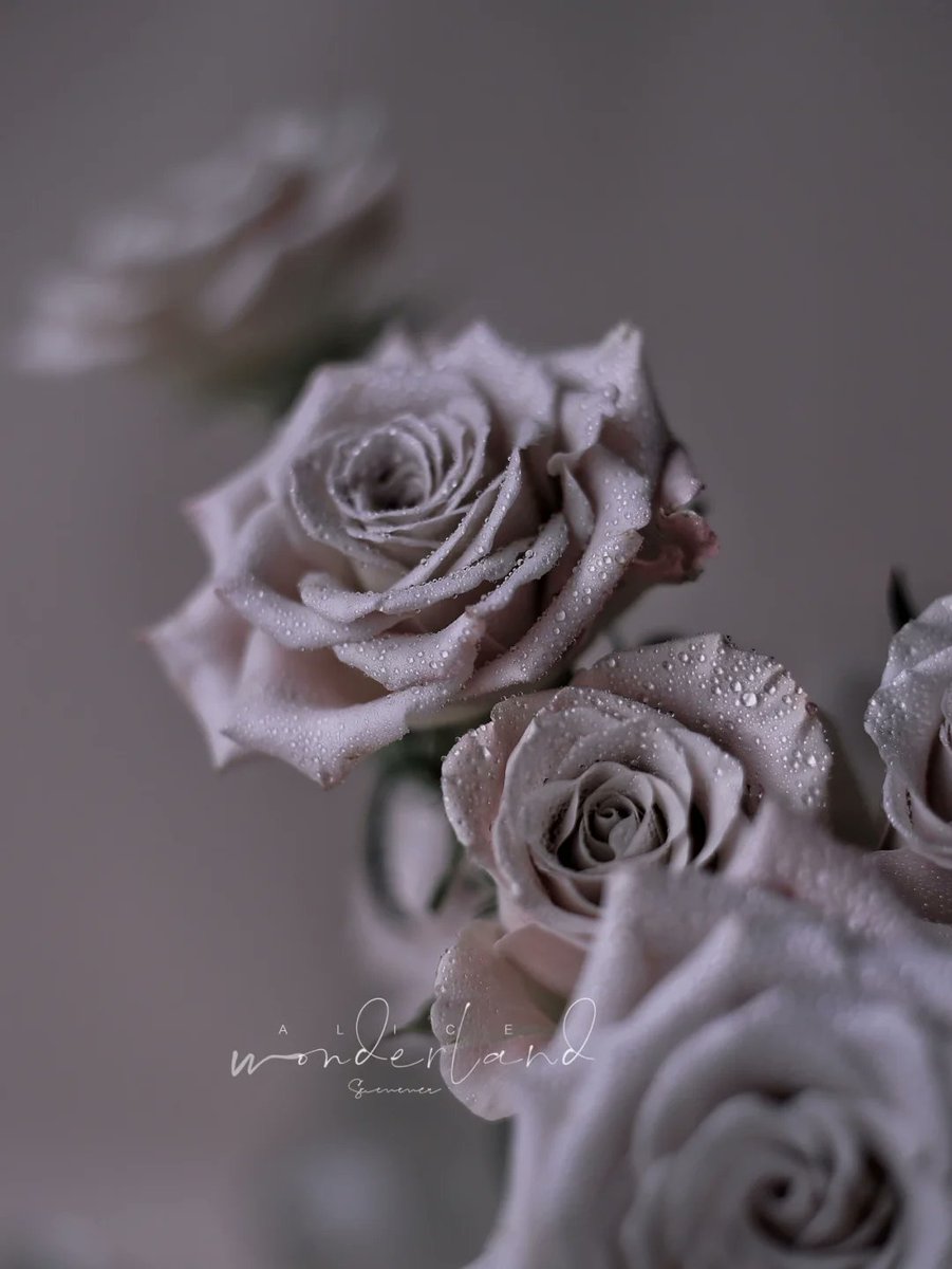 airsq075547's tweet photo. New to photography Master these basics first: rule of thirds, natural light, and focus sharpness. No fancy gear needed—just click and have fun!， https://t.co/jIknsTAGQm
