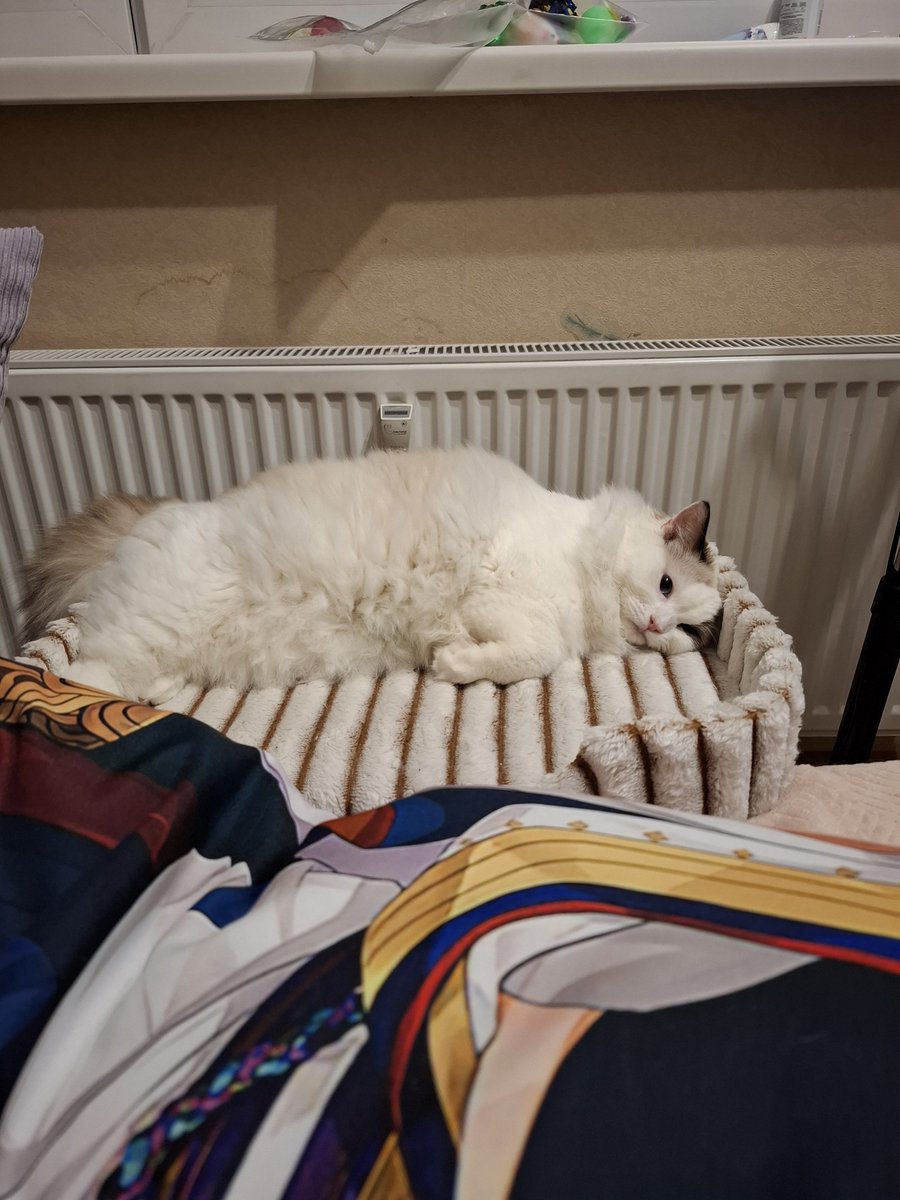Sayumikko's tweet photo. Меня так невыносимо радует, что она пользуется этой лежанкой, хоть деньги были потрачены не зря https://t.co/rzjpLUzEtj