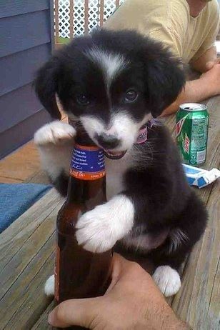 corvidayy's tweet photo. puppy wants a drink https://t.co/6LeUFqyHBa