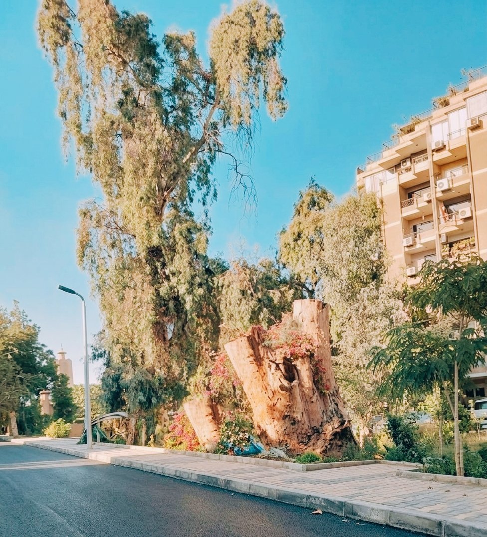 snnawnnas's tweet photo. ازاي انسان طبيعي يقدر يقطع شجرة بالعمر و الضخامة والخير  دا ؟ https://t.co/lrZOLI2aQr