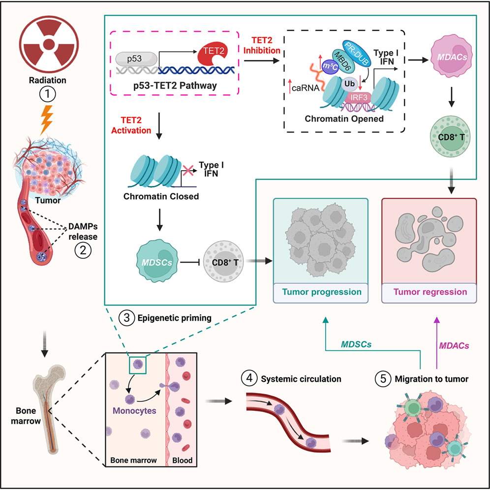 UCCancerCenter's tweet photo. 🔥Hot off the press: A new study in @Cancer_Cell from Dr. Weichselbaum (@rweichselbaum) and colleagues show how high-dose radiation increases TET2 expression, activating immunosuppressive MDSCs to drive tumor progression. @UChicagoRadonc @UChicagoMed
https://t.co/jMREugPJk9 https://t.co/WQqCR90SZ1