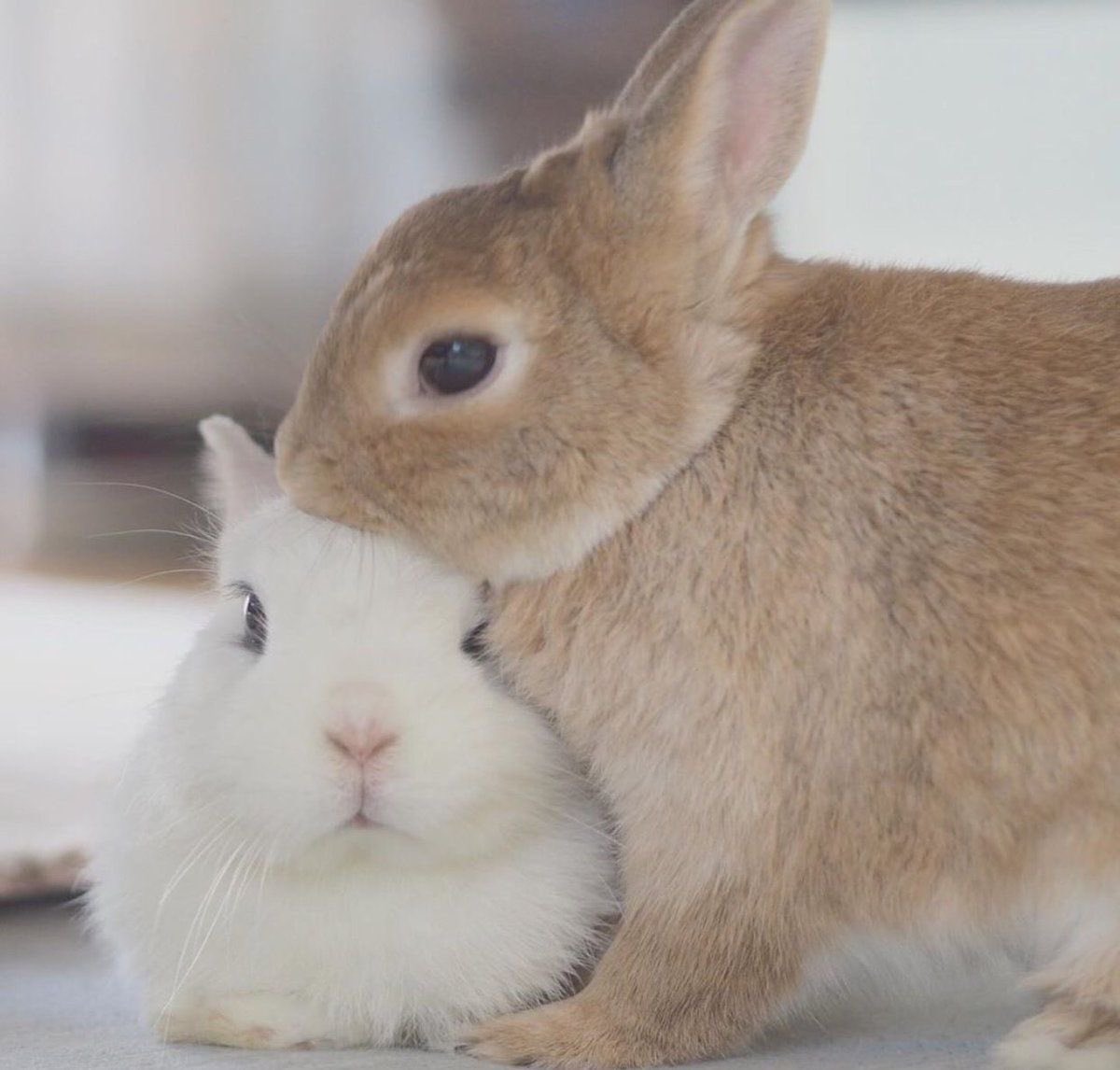 Bunnies tweet picture