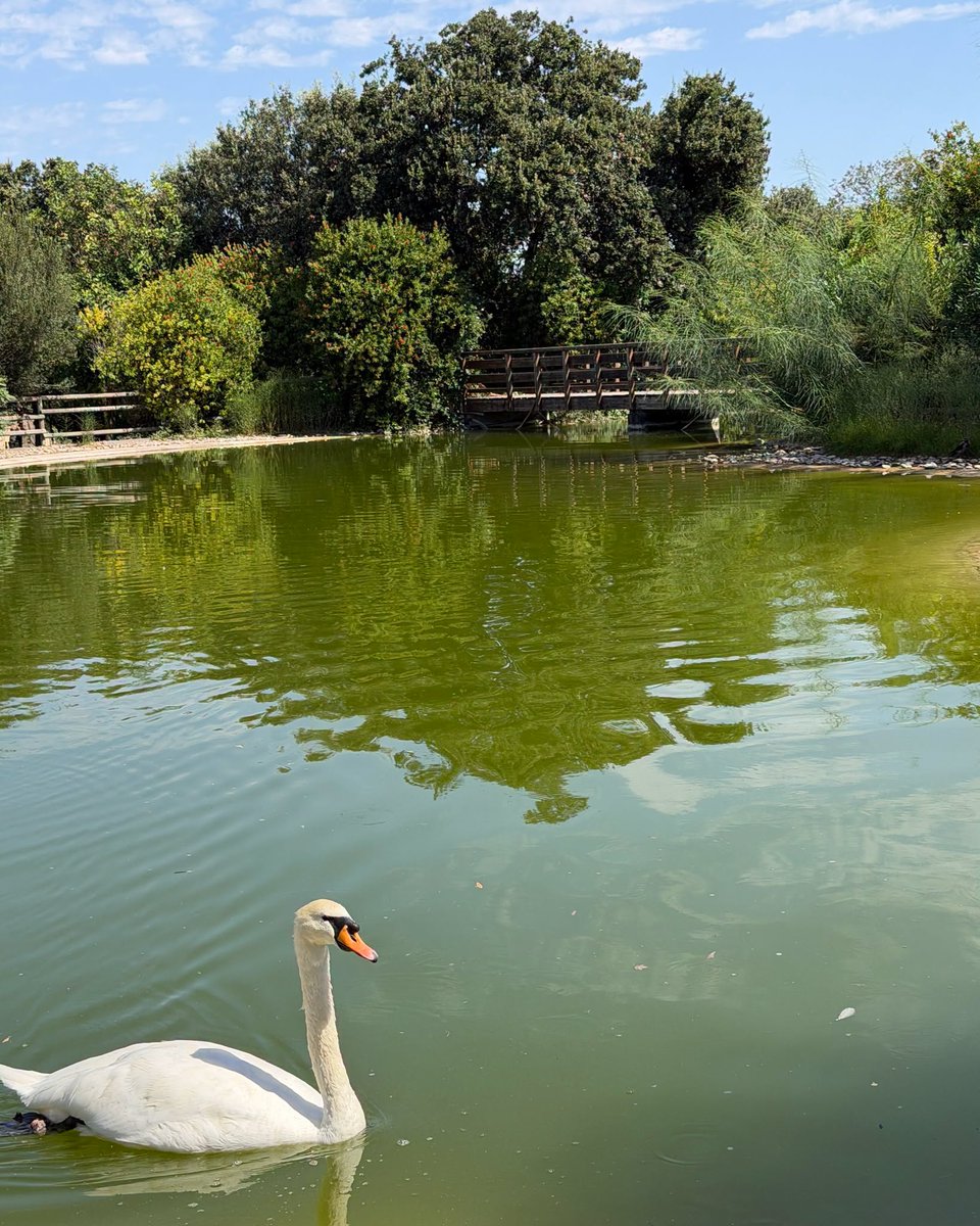 cagliariturismo's tweet photo. 🌿 Passeggiate, sport, natura e letture: a #MonteClaro il tempo libero incontra la cultura.
Nel parco, tra percorsi, aree verdi e un piccolo laghetto, si trova la Biblioteca Provinciale Emilio Lussu, ospitata nell’edificio che un tempo fu l’ospedale psichiatrico “Villa Clara”. https://t.co/gZAEtpCHb1