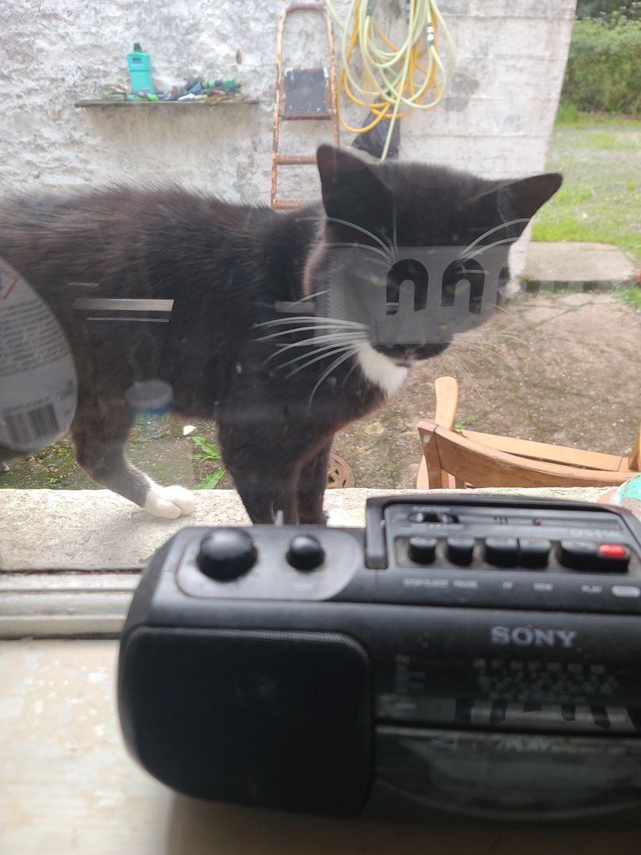 Momentie_Aloud's tweet photo. Outside cat (Sid) https://t.co/wfYUpkrUbj