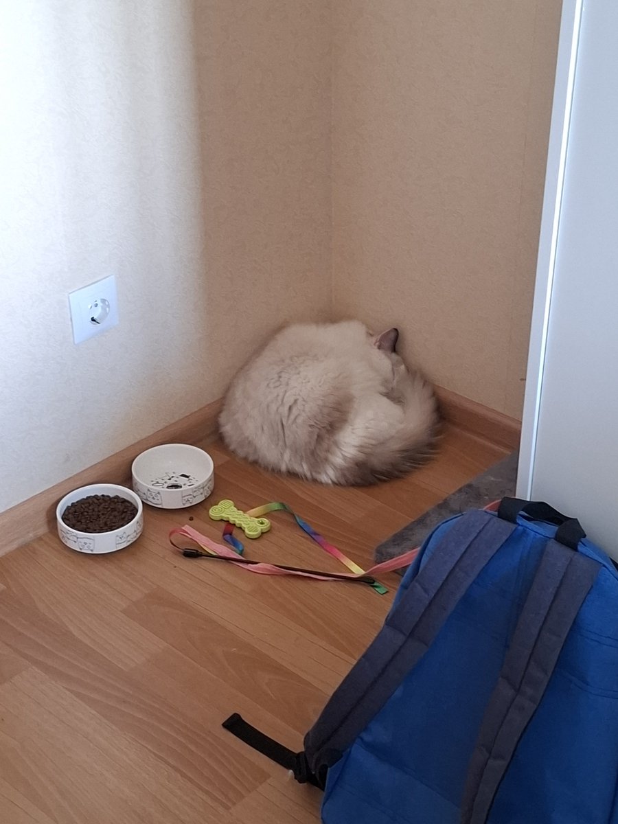 Sayumikko's tweet photo. Но вчера она спала вот так, будто нет у неё никакой лежаночки https://t.co/nEro0La0m4