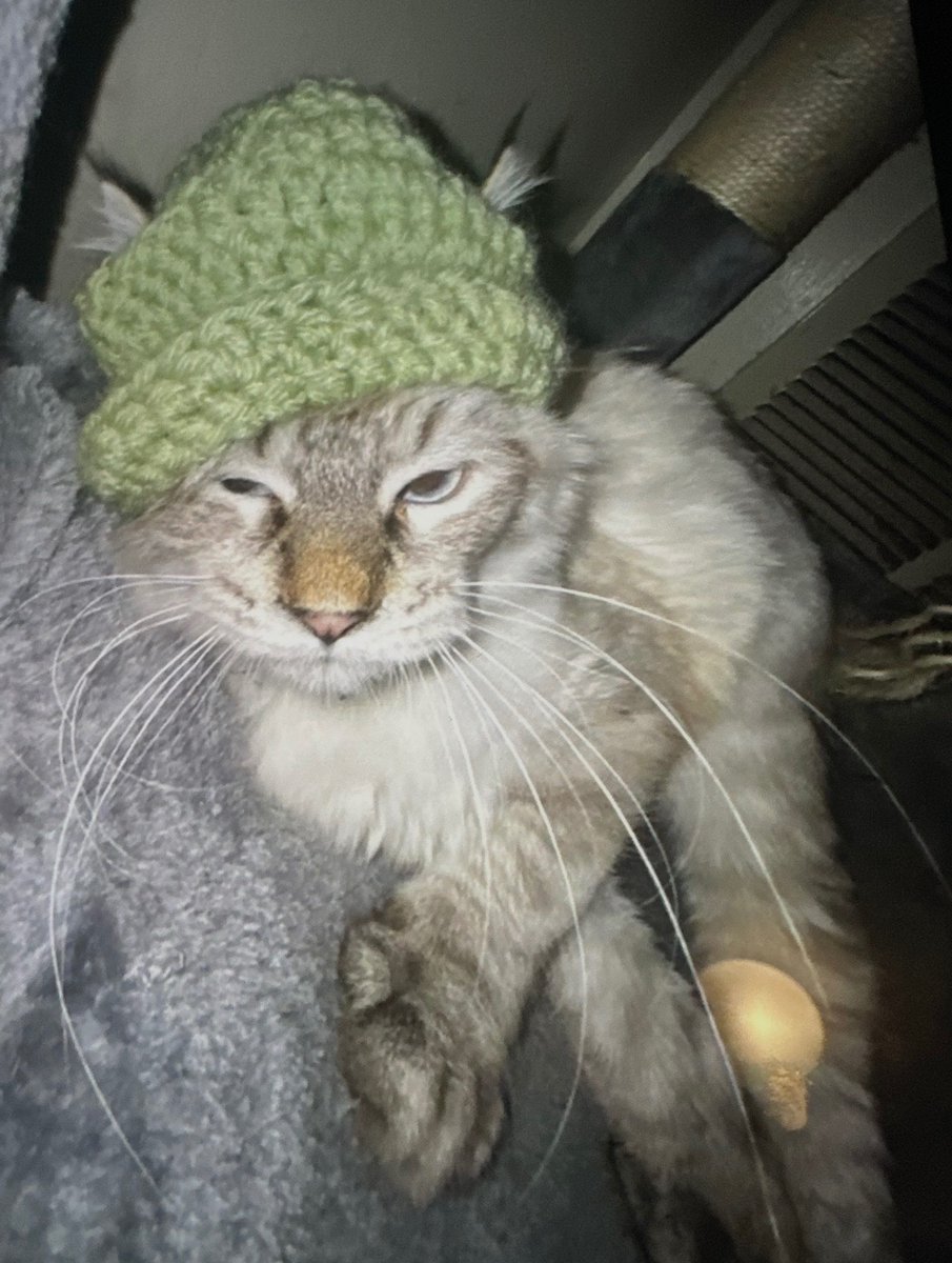 BEANIECATE's tweet photo. @cats_auras https://t.co/crotVJz1zd