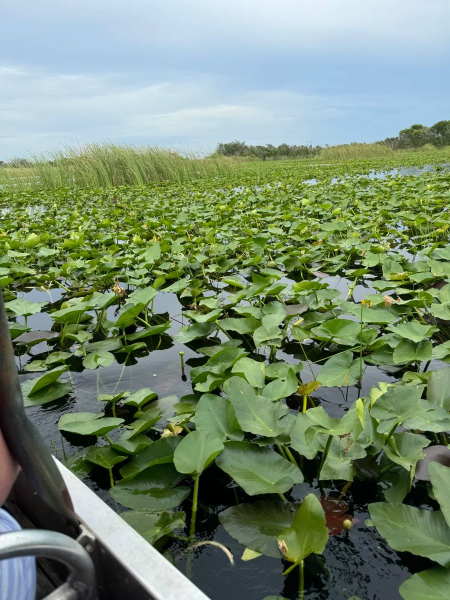 VictoriaVCtor's tweet photo. The wind in the wetlands always carries the fresh fragrance of plants. https://t.co/YfAIMLzmk4