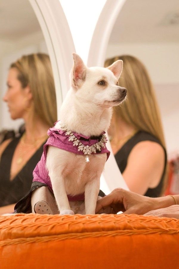 Ali19722995's tweet photo. Brianda de repente se convertía en esta peligrosa ICON🩷 (una chihuahua de Bervely Hills) porque incluso en perros hay razas💅🏼
#LaCasaDeLosFamososMéxico  https://t.co/Mzwln2ESLH https://t.co/9hpIAnRLar