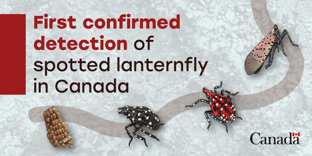 InspectionCan's tweet photo. 🚨 Confirmed by the CFIA | The invasive spotted lanternfly has been detected in Windsor, Ontario.

🔗 For the latest information and updates: https://t.co/kQJGF76gqY https://t.co/gc6mVXqSxK