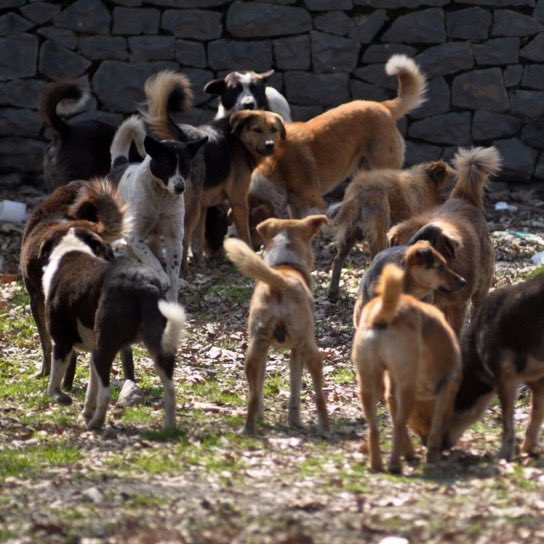 siyahsancakx's tweet photo. ⚫️ İçişleri Bakanı Mustafa Çiftçi:

“Başıboş köpeklerin yüzde 99,22'si toplandı.” https://t.co/SEGdztzMy1