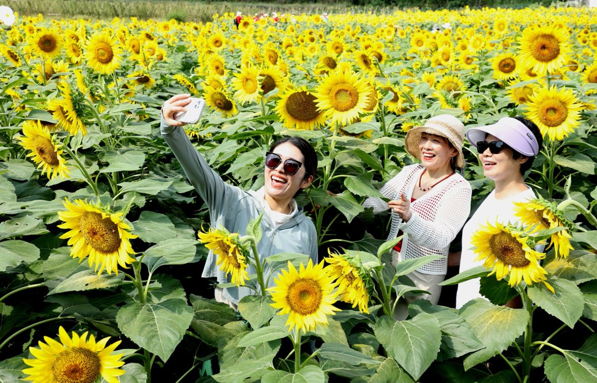 autum388329's tweet photo. Hey campus friends! Our photography club is hosting a sunflower field shoot this Sat (9am-12pm) at the west campus garden—bring your cameras, meet new photo lovers, snap stunning shots! Sign up via the link in bio https://t.co/aFCVTIrYOz