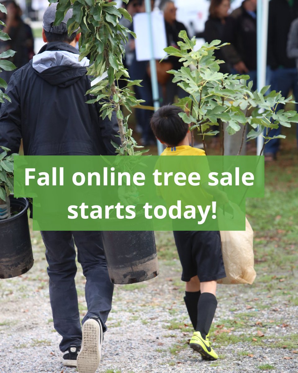 ParkBoard's tweet photo. 🌳 Vancouver’s fall tree sale is now open!

Choose from 21 varieties of ornamental, deciduous, coniferous and fruit trees for $28 each. Limit 3 trees/household, while supplies last.

Every tree planted grows our urban forest.

🌱 Shop: https://t.co/PoFzd2KRgz

 #Vancouver https://t.co/lFwsQ6L26Z