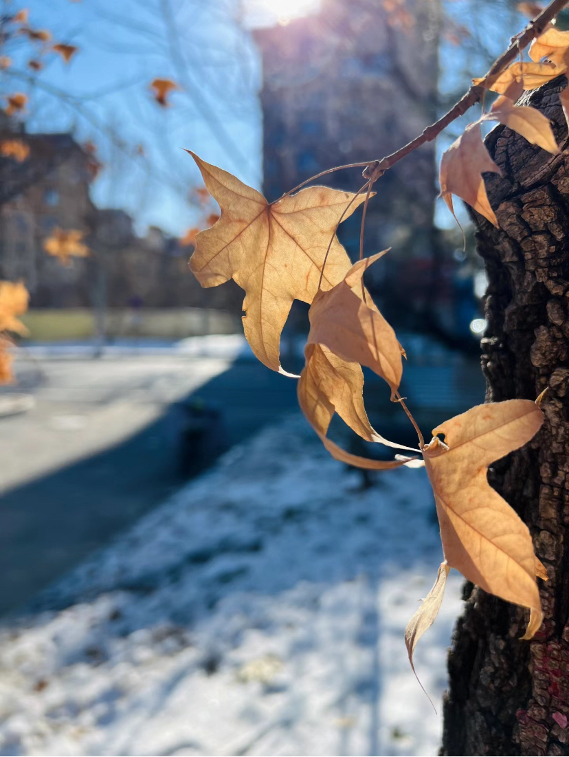 runag126287's tweet photo. [Autumn breeze is here, with golden leaves dancing and that crisp, cozy vibe I’ve been craving! ]， https://t.co/cnytj3A6sV
