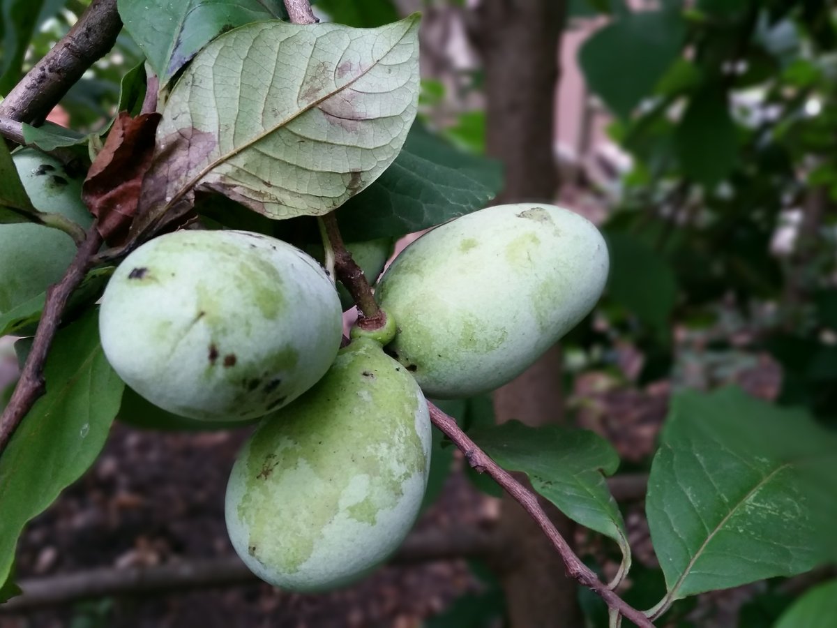 ohiodnr's tweet photo. It's #NationalPawpawDay!

The pawpaw was adopted as Ohio's native fruit in 2009 &amp; is the only edible fruit native to Ohio. It may look like a tropical fruit, but pawpaws grow naturally in forests, often along riverbanks &amp; in shady, wet areas.

Learn more: https://t.co/Mlnz81NMBc https://t.co/i0nSyAkACm