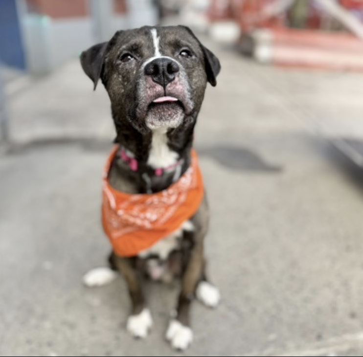 adoptadog39's tweet photo. Will is worried you forgot him! No idea how, look at this handsome boy! Energetic, social, and big personality! This boy is ready to go home!
Solo pet only, and an active, patient home is best.
Save handsome Will!
#nycACC #nyc #adopt
#foster #rescuedog https://t.co/6jvTTMgtUe