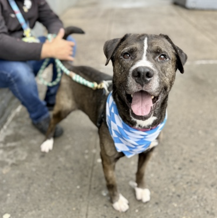 adoptadog39's tweet photo. Will is worried you forgot him! No idea how, look at this handsome boy! Energetic, social, and big personality! This boy is ready to go home!
Solo pet only, and an active, patient home is best.
Save handsome Will!
#nycACC #nyc #adopt
#foster #rescuedog https://t.co/6jvTTMgtUe