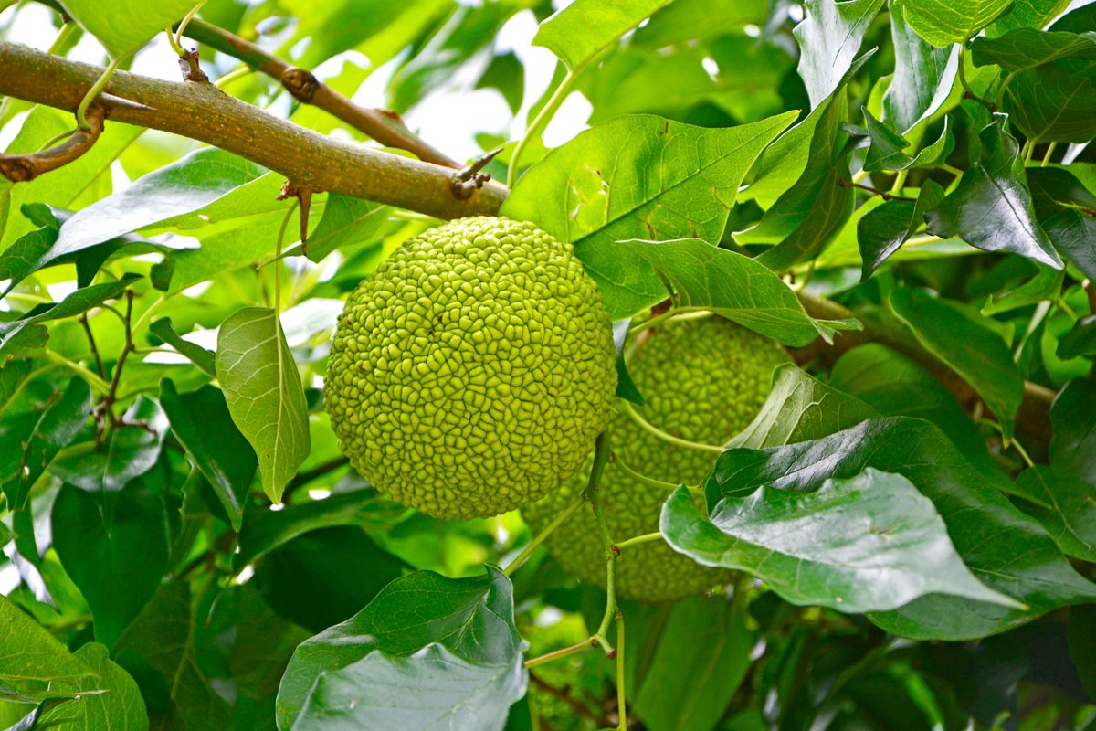 dougoster1's tweet photo. I had a fun conversation with my friend Lou Meyer from @DaveyTree about the osage orange tree.
Learn the interesting history of this cool tree.
I grew up with a hedgerow of the trees. As kids we had fun throwing the fruit at each other.
Listen here- https://t.co/dV4WPvolZH https://t.co/JyBmoX6V8N