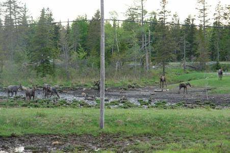Katladykris's tweet photo. @stora_norrland @LarssssBe I have seen Many moose in my life time. I love moose :) https://t.co/DHx7Ln0lpB