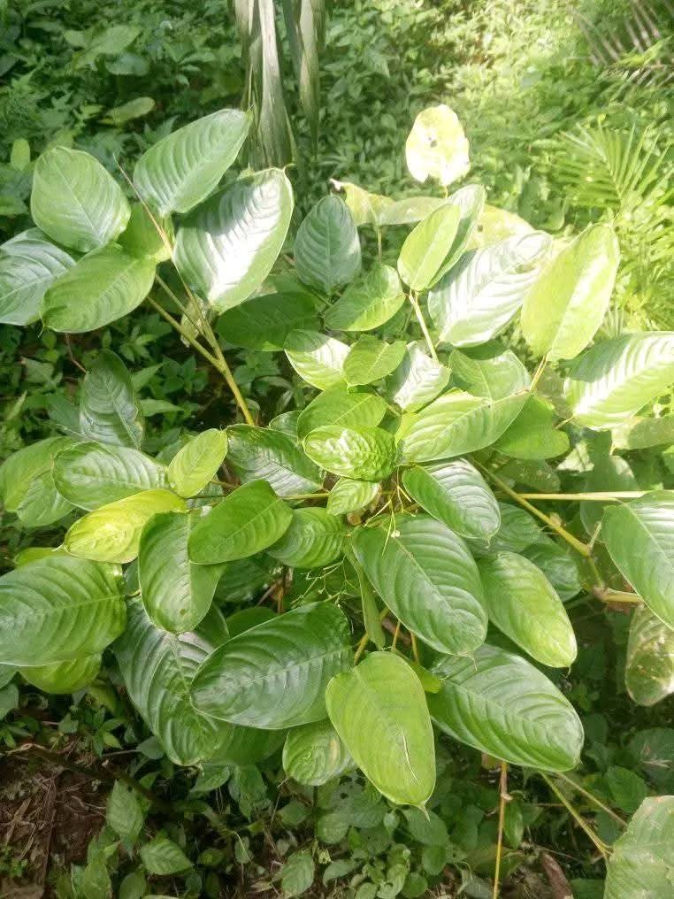 arojinle1's tweet photo. If a Yorùbá man tells you that tòtó can cure malaria. He's talking about this leaf. https://t.co/Sy11c3Zd7a